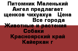 Питомник Маленький Ангел предлагает щенков чихуахуа › Цена ­ 10 000 - Все города Животные и растения » Собаки   . Красноярский край,Кайеркан г.